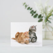 Carte Postale American Shorthair Cat 2 (Debout devant)