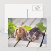 Carte Postale American Shorthair ; est le plus populaire et le p (Devant / Derrière)