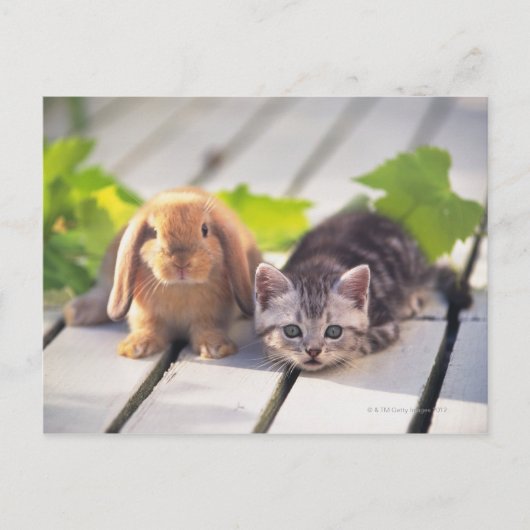 Carte Postale American Shorthair ; est le plus populaire et le p (Devant)