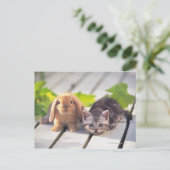 Carte Postale American Shorthair ; est le plus populaire et le p (Debout devant)