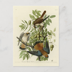 Carte Postale American Sparrow Hawk - Audubon's Birds of America