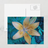 Carte Postale American Tiger Lily (Devant / Derrière)