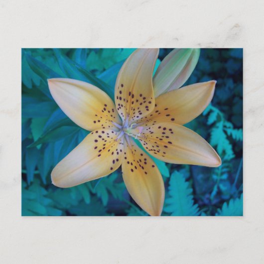 Carte Postale American Tiger Lily (Devant)