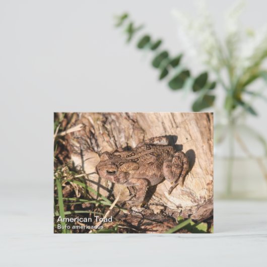 Carte Postale American Toad (Debout devant)