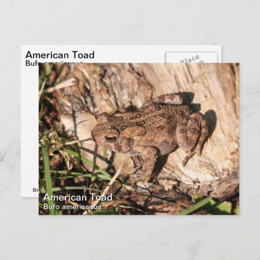 Carte Postale American Toad (Devant / Derrière)