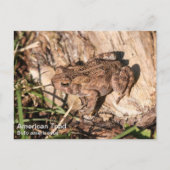 Carte Postale American Toad (Devant)