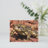 Carte Postale American Toad (Debout devant)