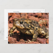 Carte Postale American Toad (Devant / Derrière)