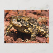 Carte Postale American Toad (Devant)