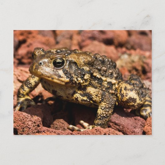 Carte Postale American Toad (Devant)