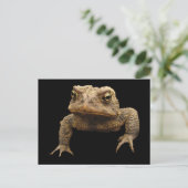 Carte Postale American Toad (Debout devant)