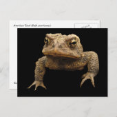 Carte Postale American Toad (Devant / Derrière)