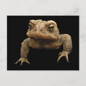 Carte Postale American Toad (Devant)