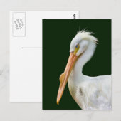 Carte postale American White Pelican Bird (Devant / Derrière)
