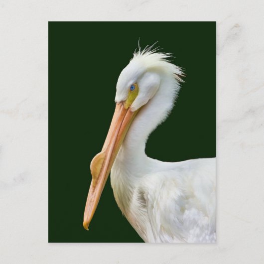 Carte postale American White Pelican Bird (Devant)