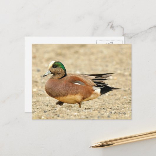 Carte Postale American Wigeon Duck Walking the Beach (Devant/Arrière en situation)