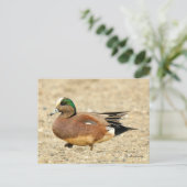 Carte Postale American Wigeon Duck Walking the Beach (Debout devant)