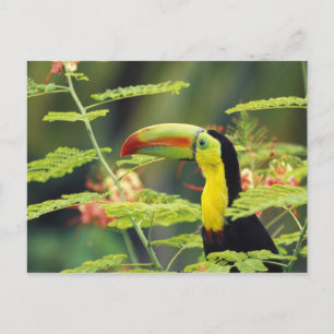 Carte Postale Amérique centrale, Honduras. Toucan à bec caréné