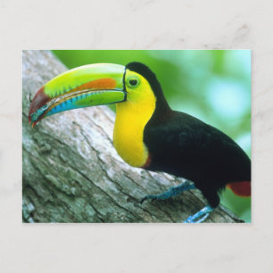 Carte Postale AMÉRIQUE CENTRALE, Panama, Borro Colorado Island 2