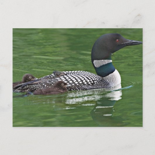 Carte Postale Amérique du Nord, Canada, Colombie-Britannique (Devant)