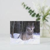 Carte Postale Amérique du Nord, Canada, Est du Canada, Loup gris (Debout devant)