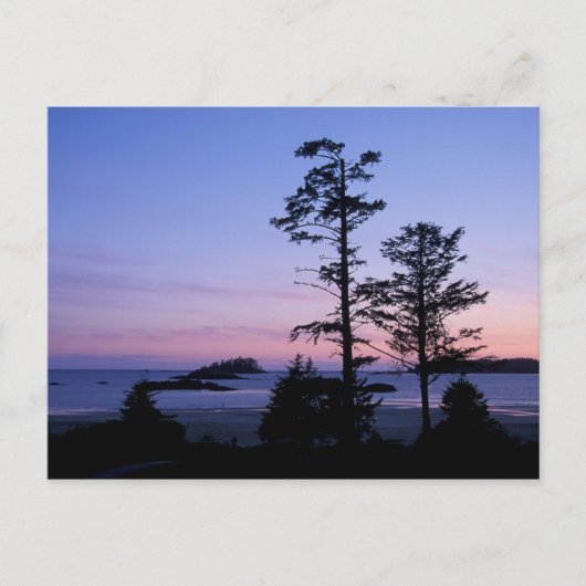 Carte Postale Amérique du Nord, Canada, île de Vancouver, arbres (Devant)