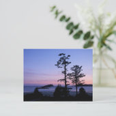 Carte Postale Amérique du Nord, Canada, île de Vancouver, arbres (Debout devant)