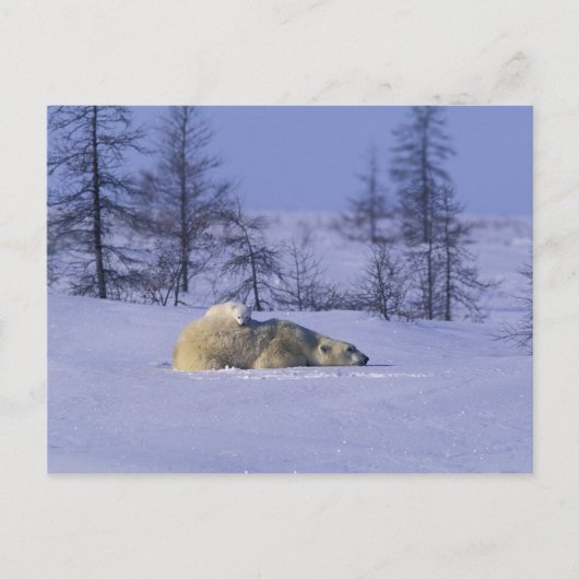 Carte Postale Amérique du Nord, Canada, Manitoba, Churchill (Devant)