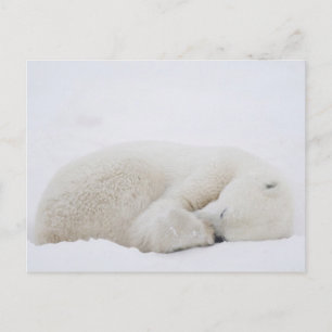 Carte Postale Amérique du Nord, Canada, Manitoba, Churchill. 3