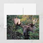 Carte Postale Amérique du Nord, Canada, Nouvelle-Écosse, Cap-Bre (Devant / Derrière)