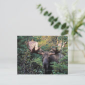 Carte Postale Amérique du Nord, Canada, Nouvelle-Écosse, Cap-Bre (Debout devant)