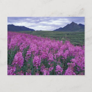 Carte Postale Amérique du Nord, Canada, Yukon. Épilobe en fleurs