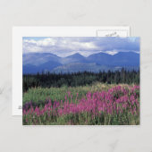 Carte Postale Amérique du Nord, Canada, Yukon. Fleurs de mauvais (Devant / Derrière)