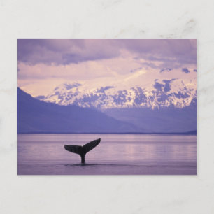 Carte Postale Amérique du Nord, États-Unis, Alaska, Passage inté