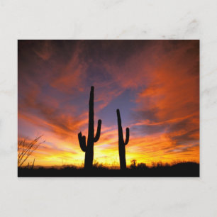 Carte Postale Amérique du Nord, États-Unis, Arizona, désert de S