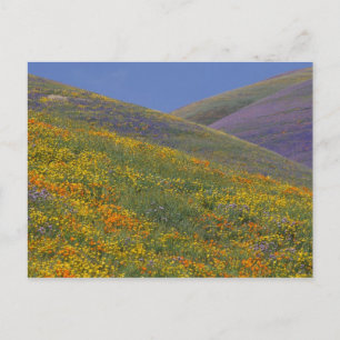 Carte Postale Amérique du Nord, États-Unis, Californie, Los Ange