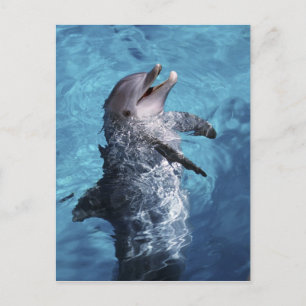 Carte Postale Amérique du Nord, États-Unis, Hawaï. Dauphin