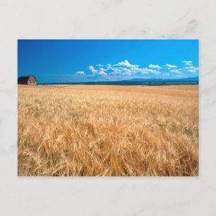 Carte Postale Amérique du Nord, États-Unis, Idaho. Champ d'orge