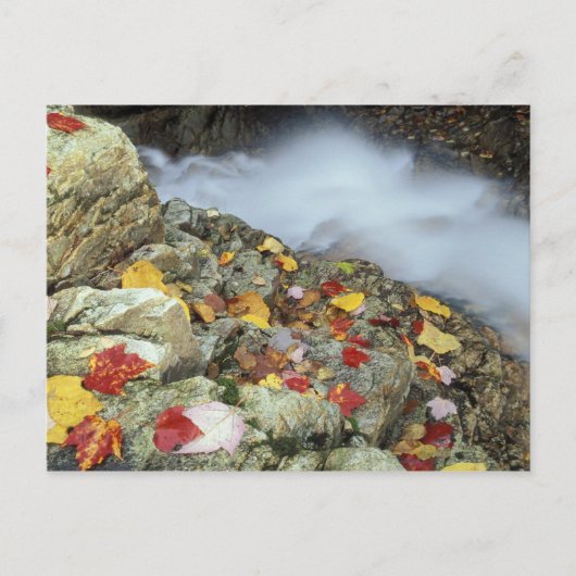 Carte Postale Amérique du Nord, États-Unis, NH, Automne en Nouve (Devant)