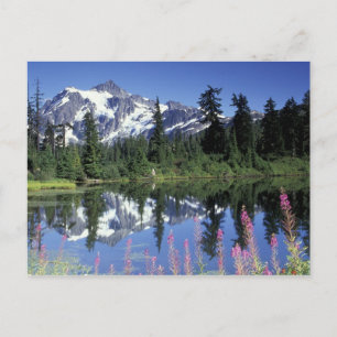 Carte Postale Amérique du Nord, États-Unis, Washington, Heather