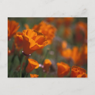 Carte Postale Amérique du Nord, USA, Californie, Antelope Valley