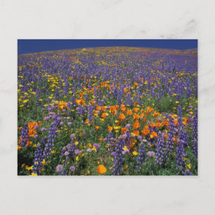 Carte Postale Amérique du Nord, USA, Californie, Los Angeles 2