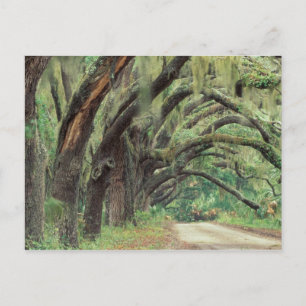 Carte Postale Amérique du Nord, USA, Géorgie, Cumberland 2