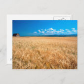 Carte Postale Amérique du Nord, USA, Idaho. Champ d'orge dans (Devant / Derrière)