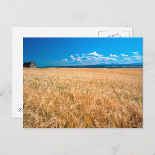 Carte Postale Amérique du Nord, USA, Idaho. Champ d'orge dans (Devant / Derrière)