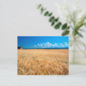 Carte Postale Amérique du Nord, USA, Idaho. Champ d'orge dans (Debout devant)