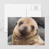 Carte Postale Amérique du Sud, Équateur, îles Galapagos (Devant / Derrière)