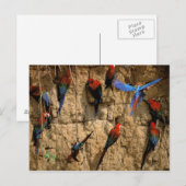 Carte Postale Amérique du Sud, Pérou, Parc national de Manu, (Devant / Derrière)