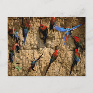 Carte Postale Amérique du Sud, Pérou, Parc national de Manu,