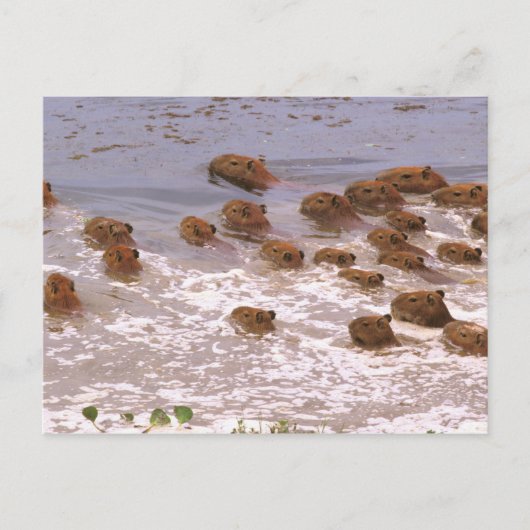 Carte Postale Amérique du Sud, Venezuela, Llano. (Devant)